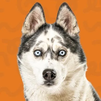 Serenity thumbnail 6