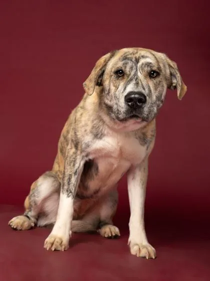 An adult medium-sized female Mixed Breed dog named Lilly for adoption in Atlanta, GA