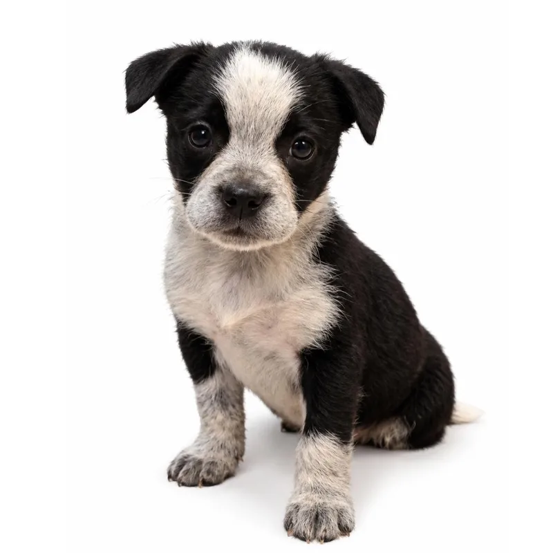 A young medium-sized female Border Collie dog named Lucy for adoption in Saratoga Springs, NY