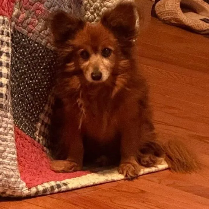 Rascal