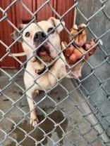 A senior large-sized male White / Cream Pit Bull Terrier dog named Lenni for adoption in Moline, IL