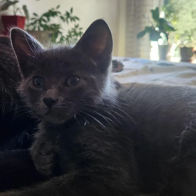 A baby small-sized female Gray / Blue / Silver Domestic Medium Hair cat named Smoky for adoption in Stagecoach, NV