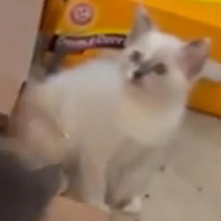 A baby small-sized female White Domestic Short Hair cat named Isabel for adoption in Las Vegas, NV
