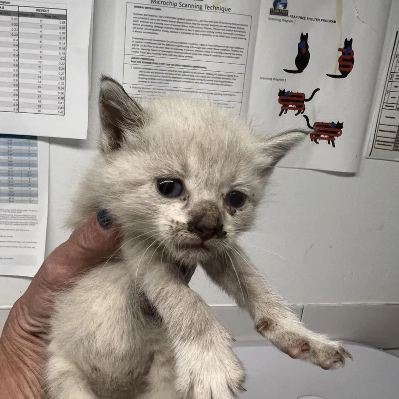 A baby small-sized female Gray / Blue / Silver Siamese cat named Scrambled Eggs for adoption in St. Louis, MO