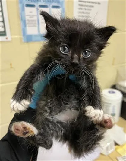 A baby small-sized male Domestic Short Hair cat named Jumbo Tron for adoption in Sacramento, CA