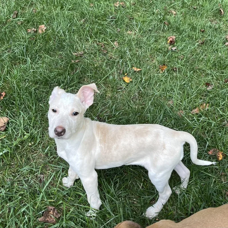 A baby medium-sized female White / Cream Mixed Breed dog named Capri for adoption in Fairfax, VA