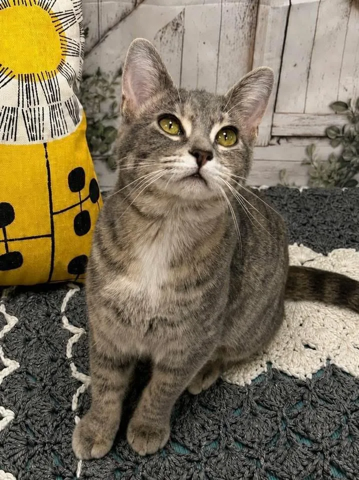 An adult medium-sized female Tabby (Gray / Blue / Silver) Domestic Short Hair cat named Lullaby for adoption in Effingham, IL