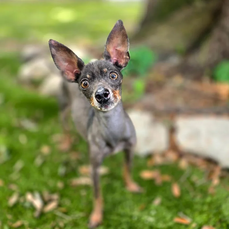 A senior small-sized female Black Miniature Pinscher dog named Nortiko for adoption in Port Charlotte, FL