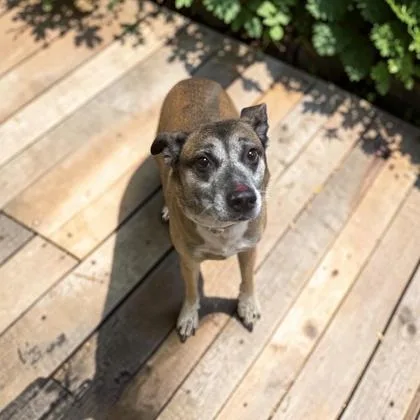 An adult medium-sized female Cattle Dog dog named April for adoption in Cumberland, MD
