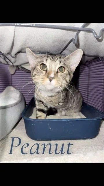 A young small-sized male Domestic Short Hair cat named Peanut for adoption in Westminster, MD
