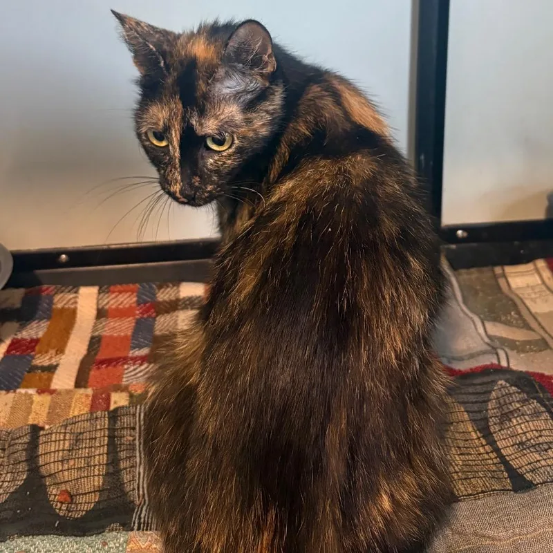 An adult medium-sized female Tortoiseshell Domestic Short Hair cat named Elenor for adoption in Anderson, TX
