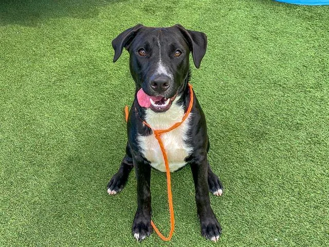A young small-sized female Labrador Retriever dog named Pepper for adoption in Tustin, CA
