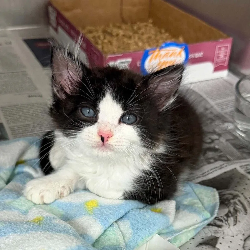 A baby medium-sized male Black & White / Tuxedo Domestic Medium Hair cat named Clarence for adoption in Candler, NC