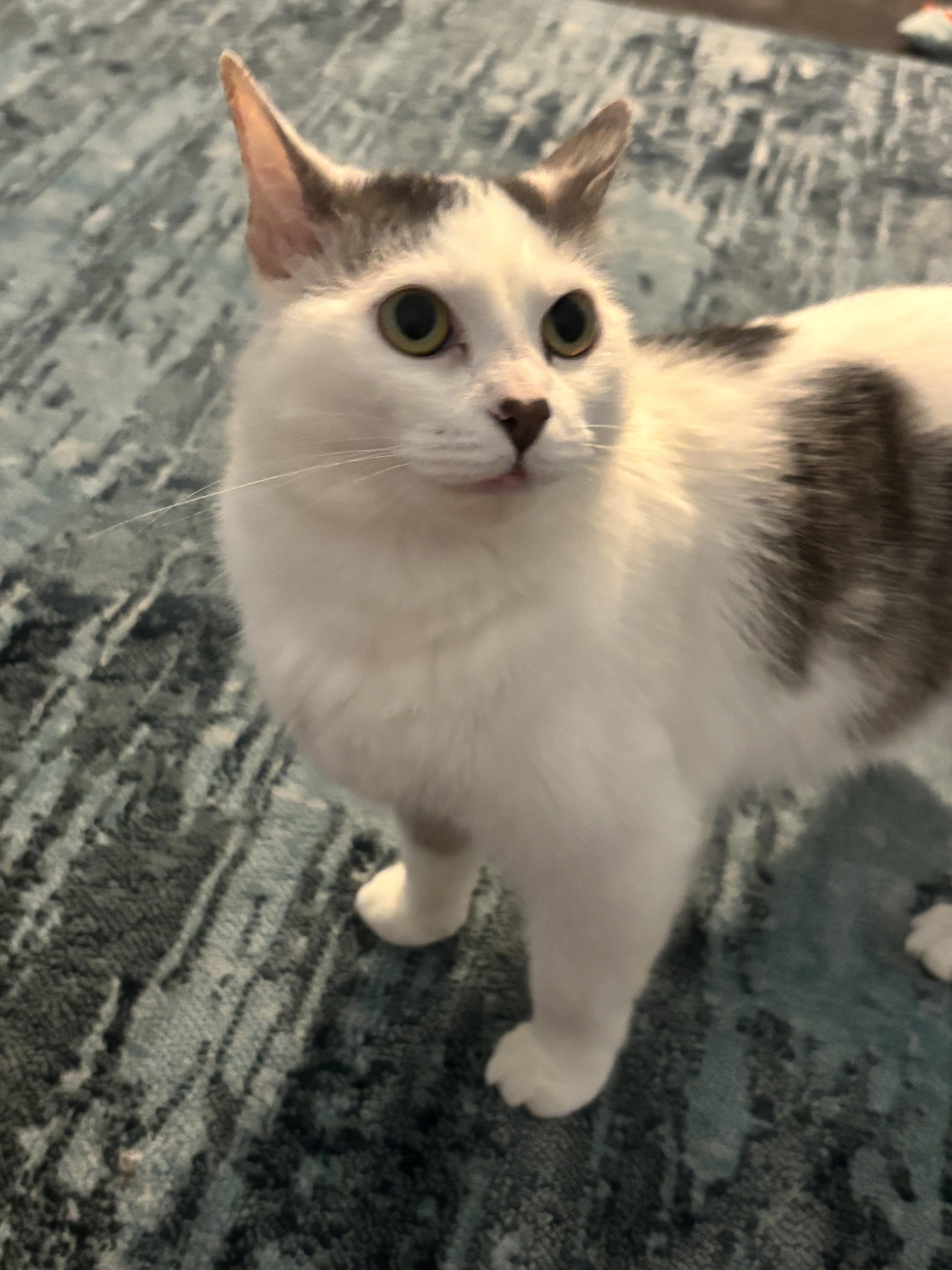 A young small-sized female Domestic Short Hair cat named Sylvia for adoption in Lockport, IL