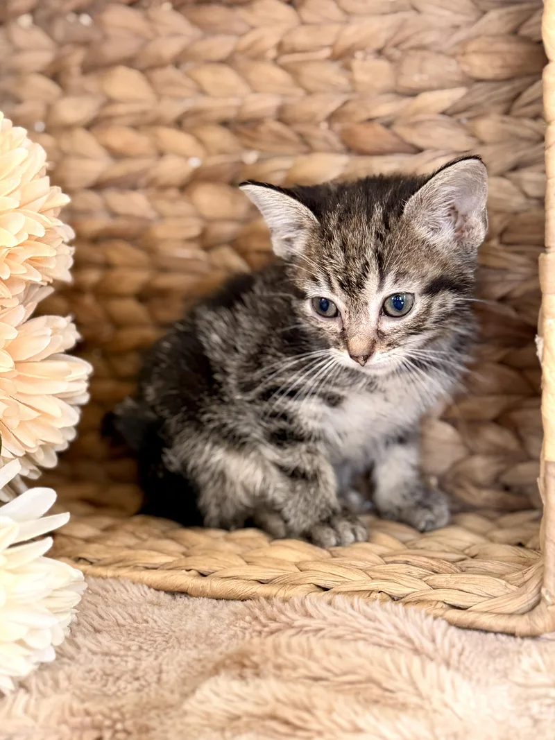 A baby medium-sized female Tabby (Tiger Striped) Domestic Short Hair cat named Lady Transport for adoption in Gradyville, KY