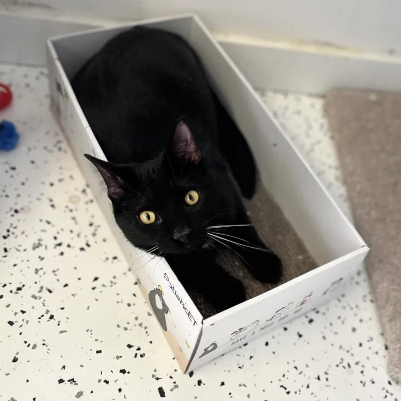 Scott&scout thumbnail 2