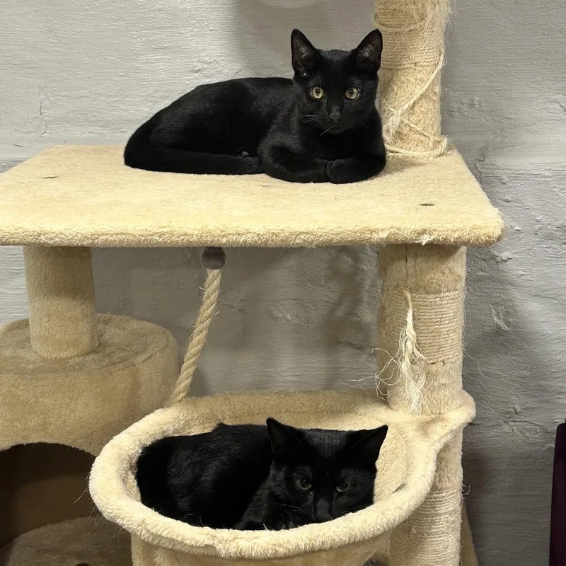 A young small-sized male Black Domestic Short Hair cat named Apollo for adoption in Philadelphia, PA
