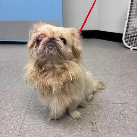 An adult small-sized male White / Cream Pekingese dog named Cyclops for adoption in Bastrop, TX