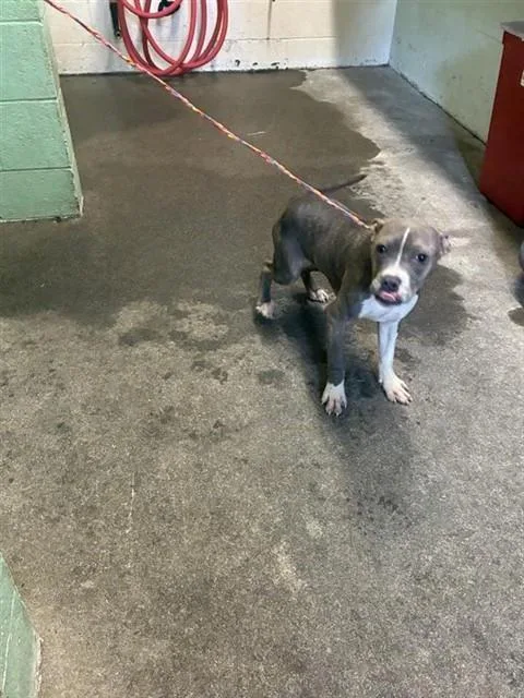 A young small-sized male Pit Bull Terrier dog named Roko Taco for adoption in Sacramento, CA