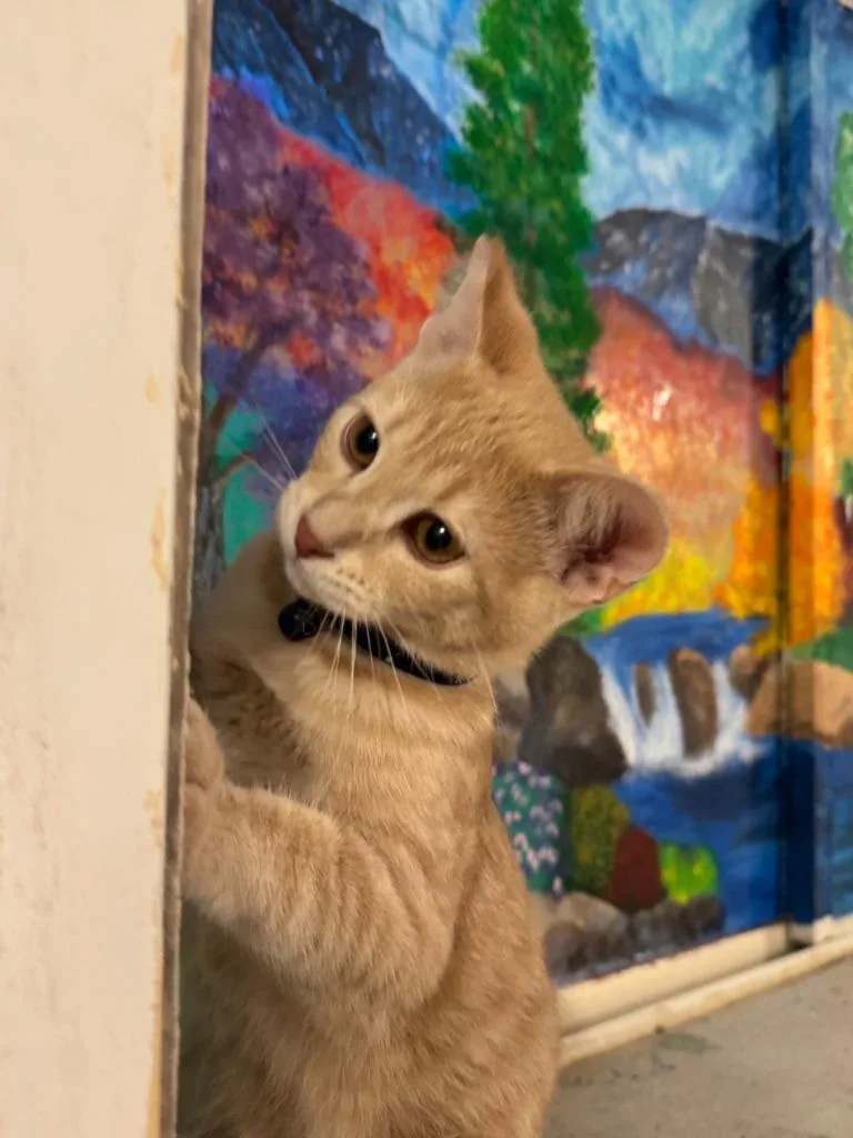 A baby small-sized male Domestic Short Hair cat named Captain for adoption in La Verkin, UT