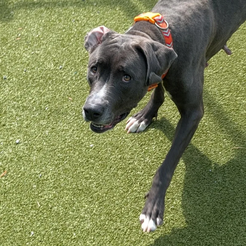 An adult large-sized female Gray / Blue / Silver Dogo Argentino dog named Brie for adoption in Lakeland, FL