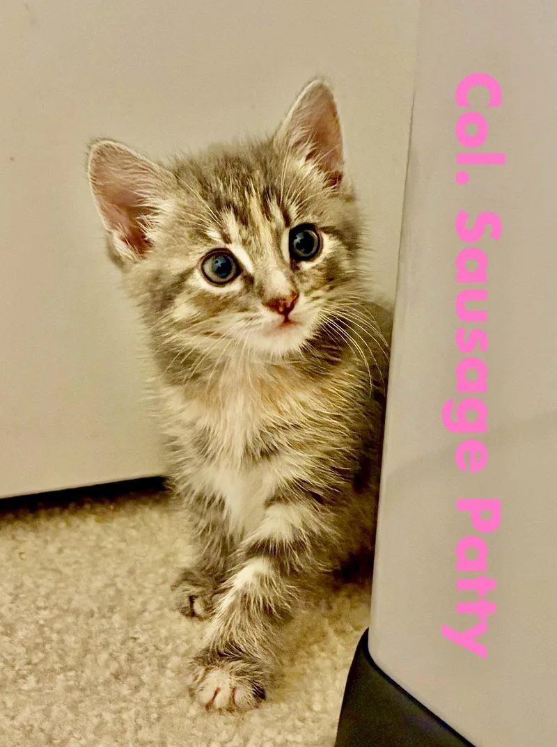 A baby medium-sized female Domestic Medium Hair cat named Col Sausage Patty for adoption in Reston, VA