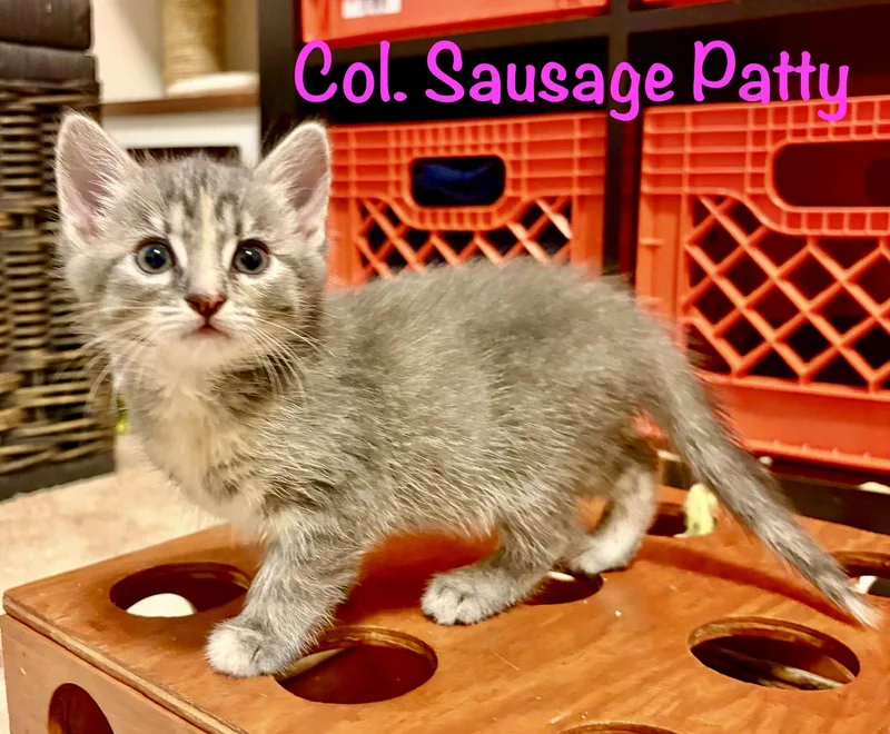 Col Sausage Patty thumbnail 2