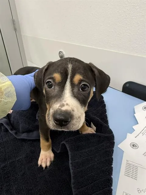 A baby large-sized female Pit Bull Terrier dog named Maple for adoption in Mesa, AZ