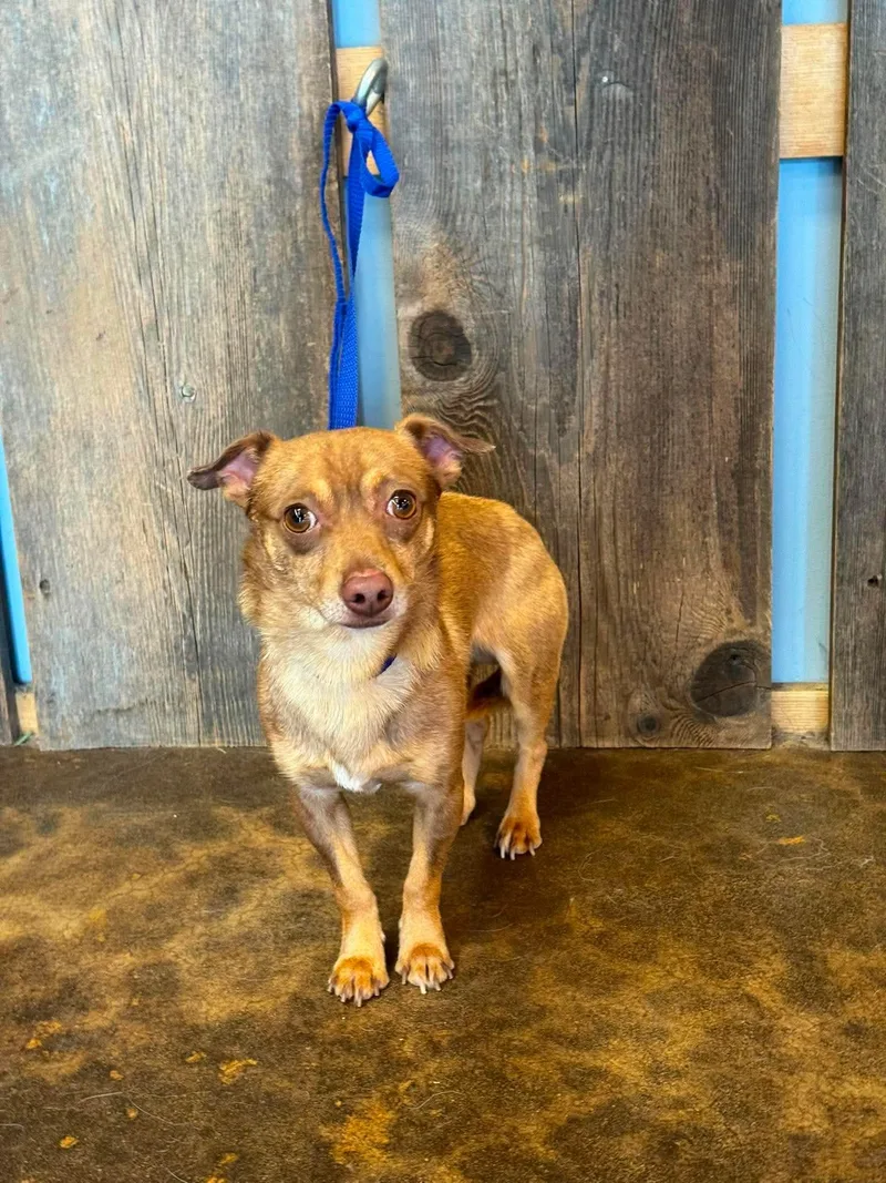 An adult small-sized male Chihuahua dog named Pablo for adoption in Milwaukee, WI