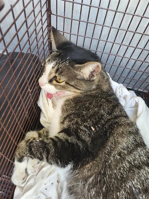 A young small-sized female Domestic Short Hair cat named Bow for adoption in San Antonio, TX