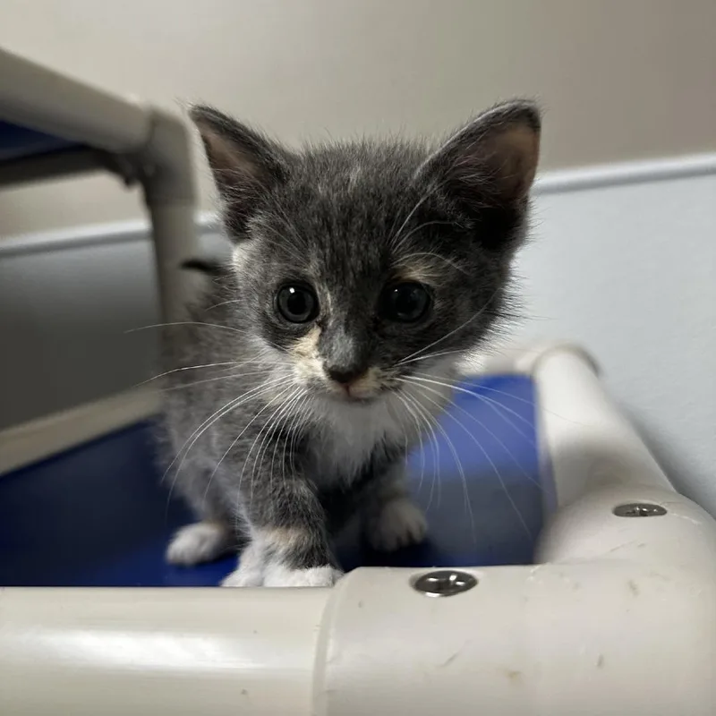 A baby small-sized female Calico Domestic Short Hair cat named Abu for adoption in Blue Ridge, GA