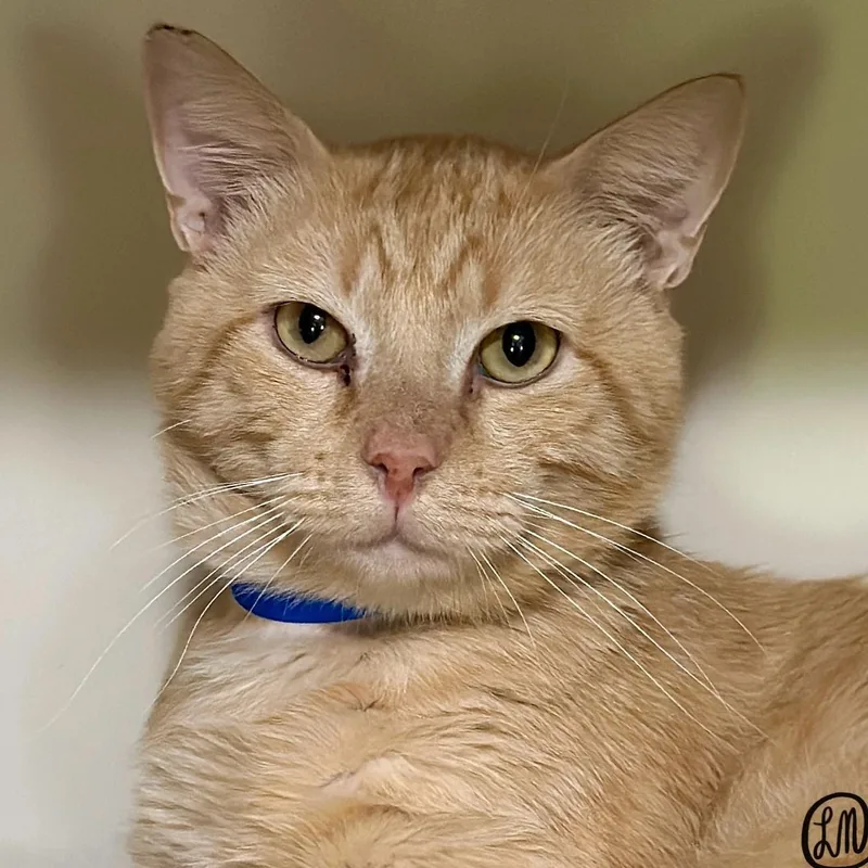 An adult medium-sized male Buff / Tan / Fawn Domestic Short Hair cat named Mario for adoption in Victor, NY