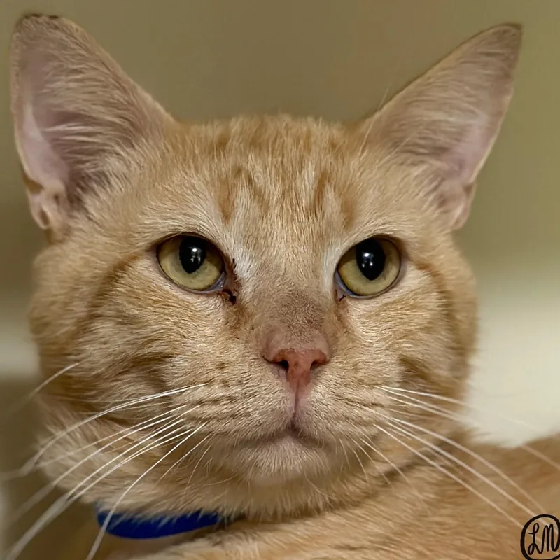 Mario thumbnail 2