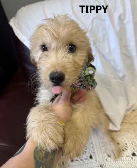 A baby medium-sized female Goldendoodle dog named Tippy for adoption in Washington, GA