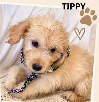 Tippy thumbnail 3
