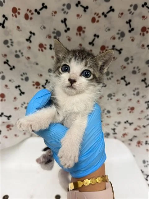 A baby small-sized male Domestic Short Hair cat named Otter for adoption in Riverside, CA