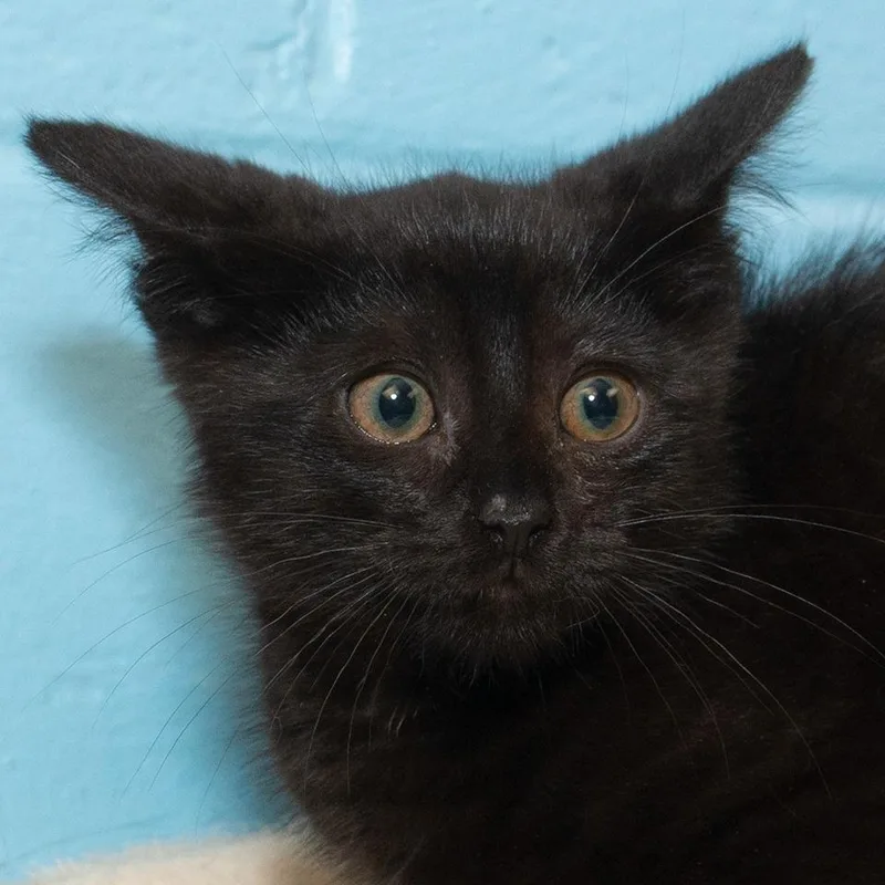 A baby small-sized male Domestic Short Hair cat named Tommy for adoption in Troy, OH