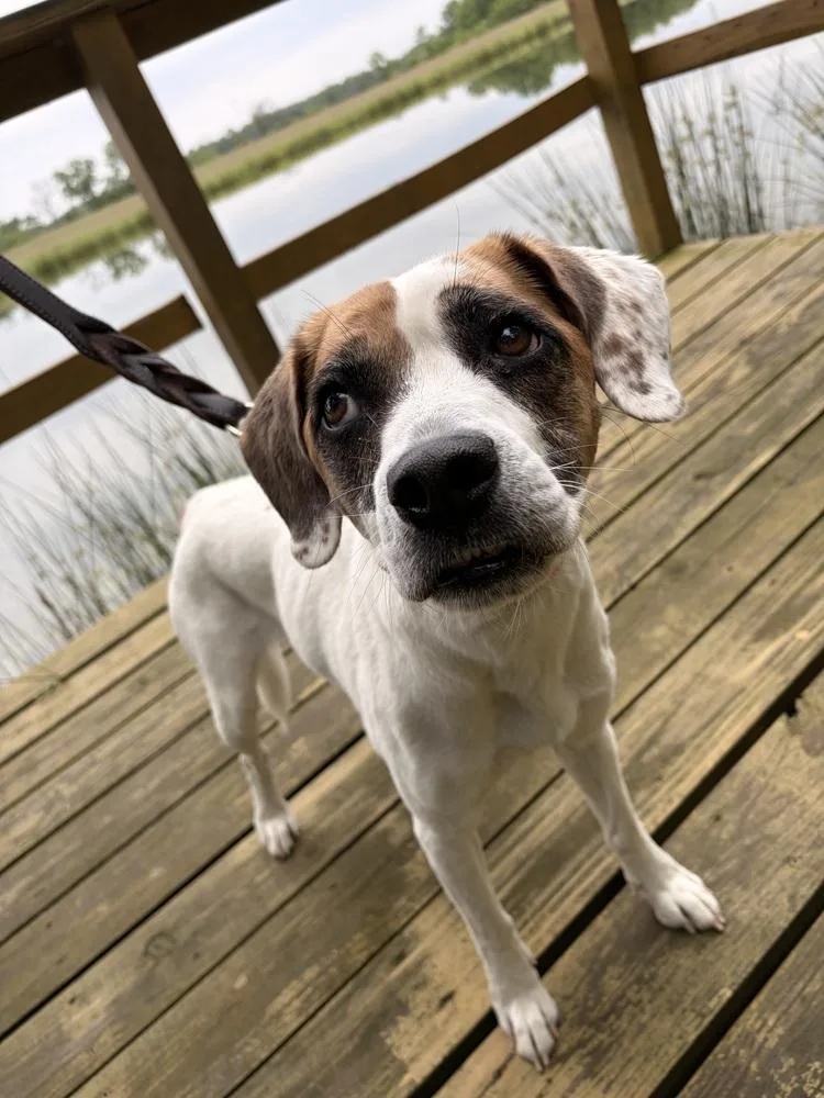 An adult medium-sized female Boxer dog named Mia for adoption in Linton, IN