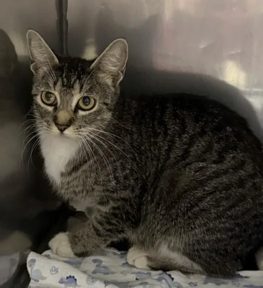 A young small-sized female Domestic Short Hair cat named Tater Tot for adoption in Killeen, TX
