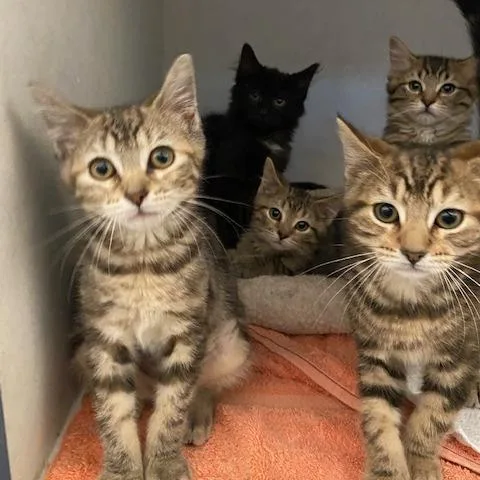 A baby small-sized female Brown / Chocolate Domestic Short Hair cat named Sepha for adoption in Dayton, OH