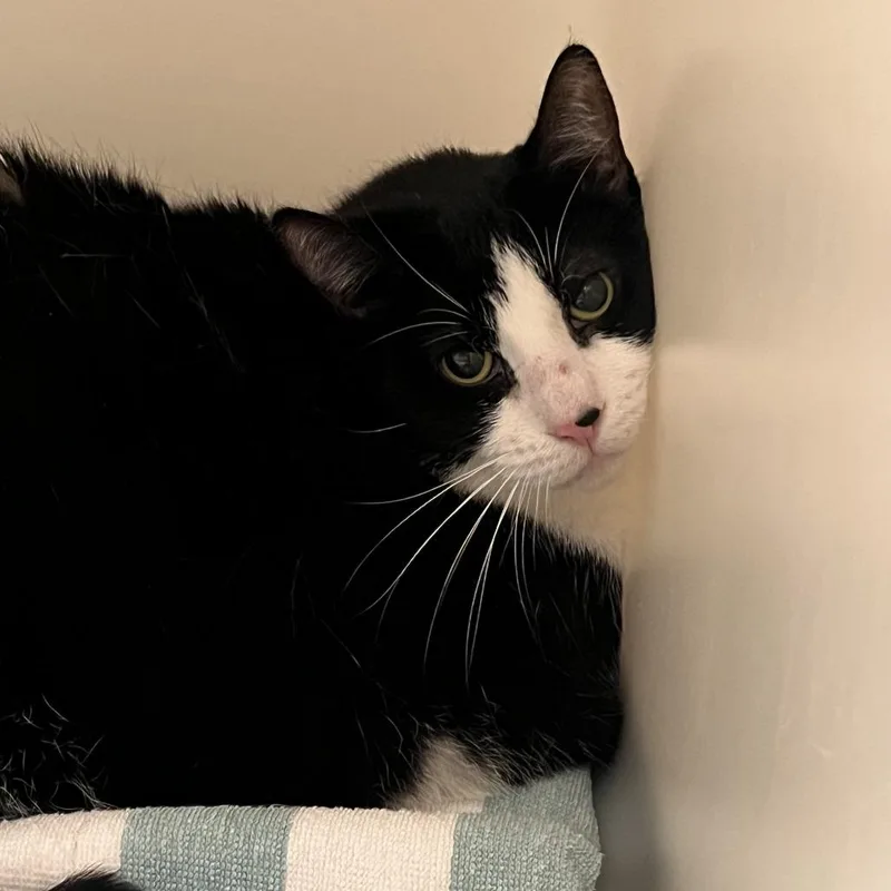 A senior small-sized female Domestic Short Hair cat named Betsy for adoption in Salisbury, MA