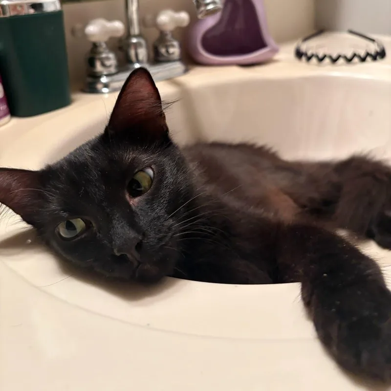 Cheyenne