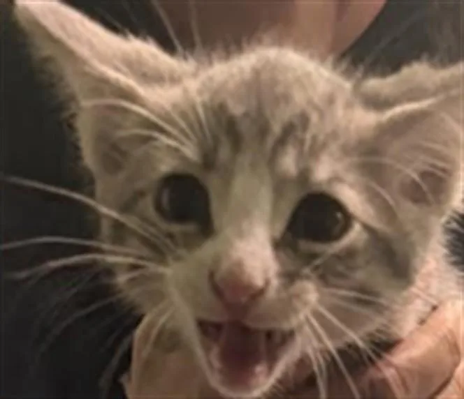 A baby small-sized male Domestic Short Hair cat named Zeta for adoption in Los Angeles, CA