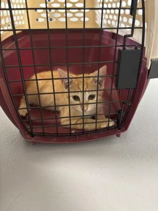 A baby small-sized female Domestic Short Hair cat named Rune for adoption in Cumming, GA