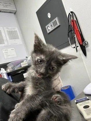 A baby small-sized female Domestic Short Hair cat named Key for adoption in West Chester, PA