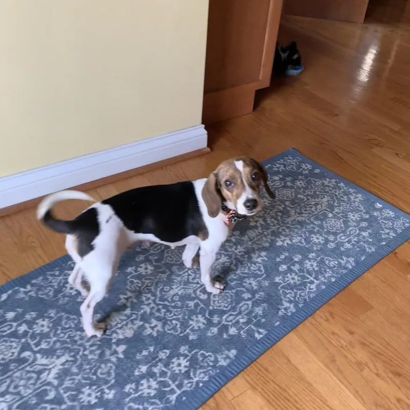 An adult small-sized female White / Cream Dachshund dog named Pickles for adoption in Joliet, IL