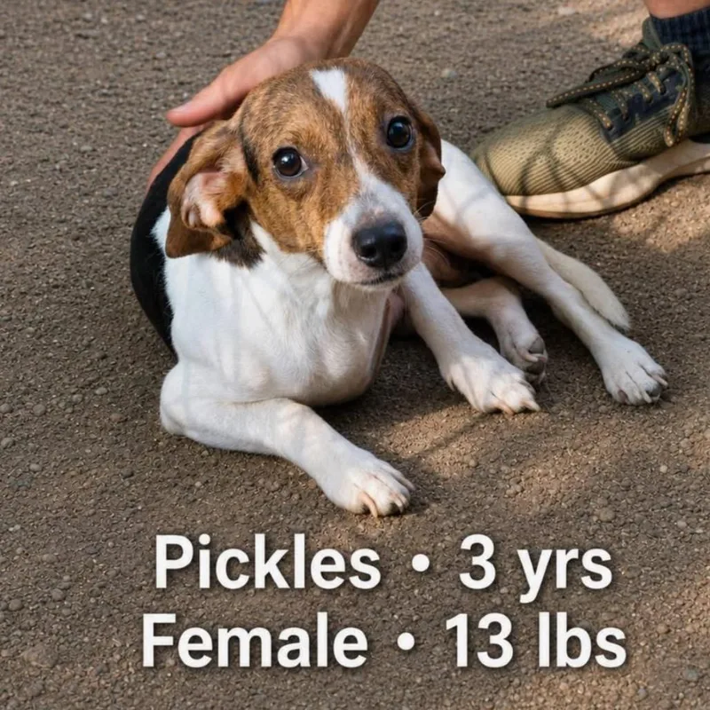 Pickles thumbnail 2