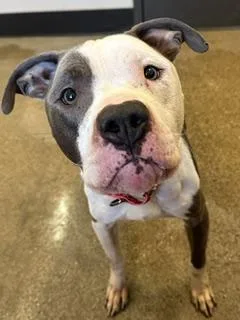 An adult medium-sized male Gray / Blue / Silver Pit Bull Terrier dog named Rugby for adoption in Cleveland, OH