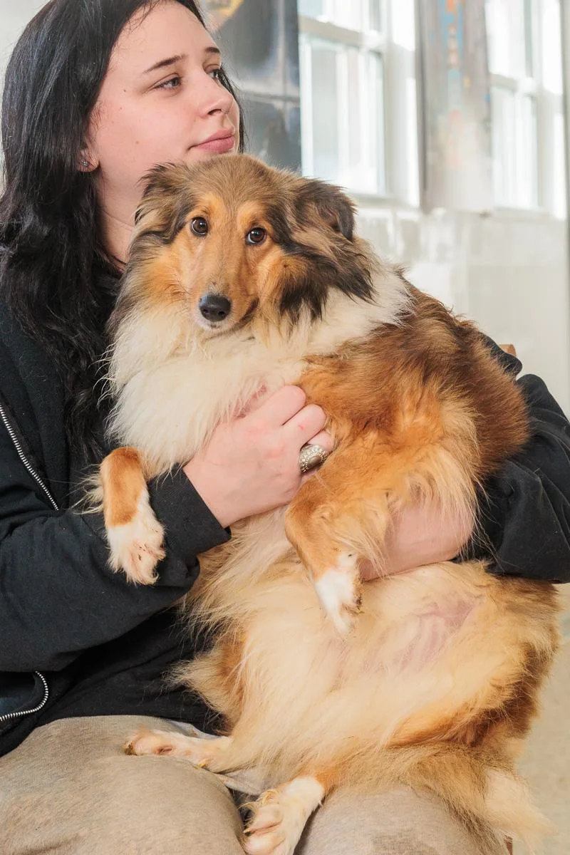 A young medium-sized female Shetland Sheepdog / Sheltie dog named Marcy for adoption in Chester Springs, PA