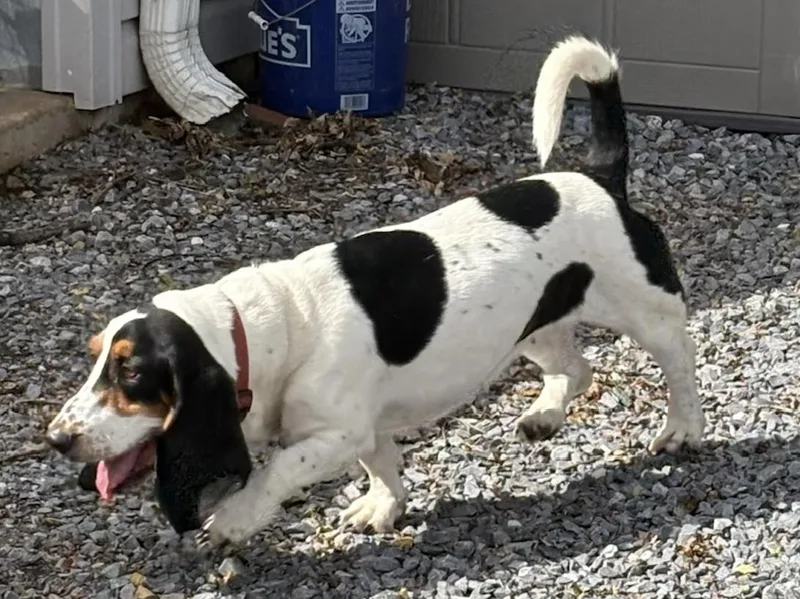 An adult medium-sized female Basset Hound dog named Millie for adoption in Fort Washington, MD